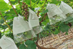 使用防鳥袋是否會影響水果成長